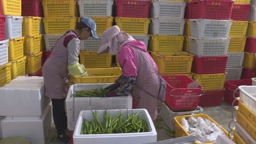 賀蘭食用農產品持“身份證”上崗 新鮮水果零售進入可追溯時代