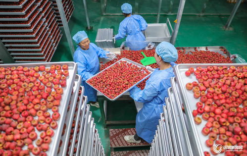 聞喜縣陽(yáng)隅鎮(zhèn) 深加工賦能鮮果產(chǎn)業(yè)，小水果撬動(dòng)鄉(xiāng)村大振興